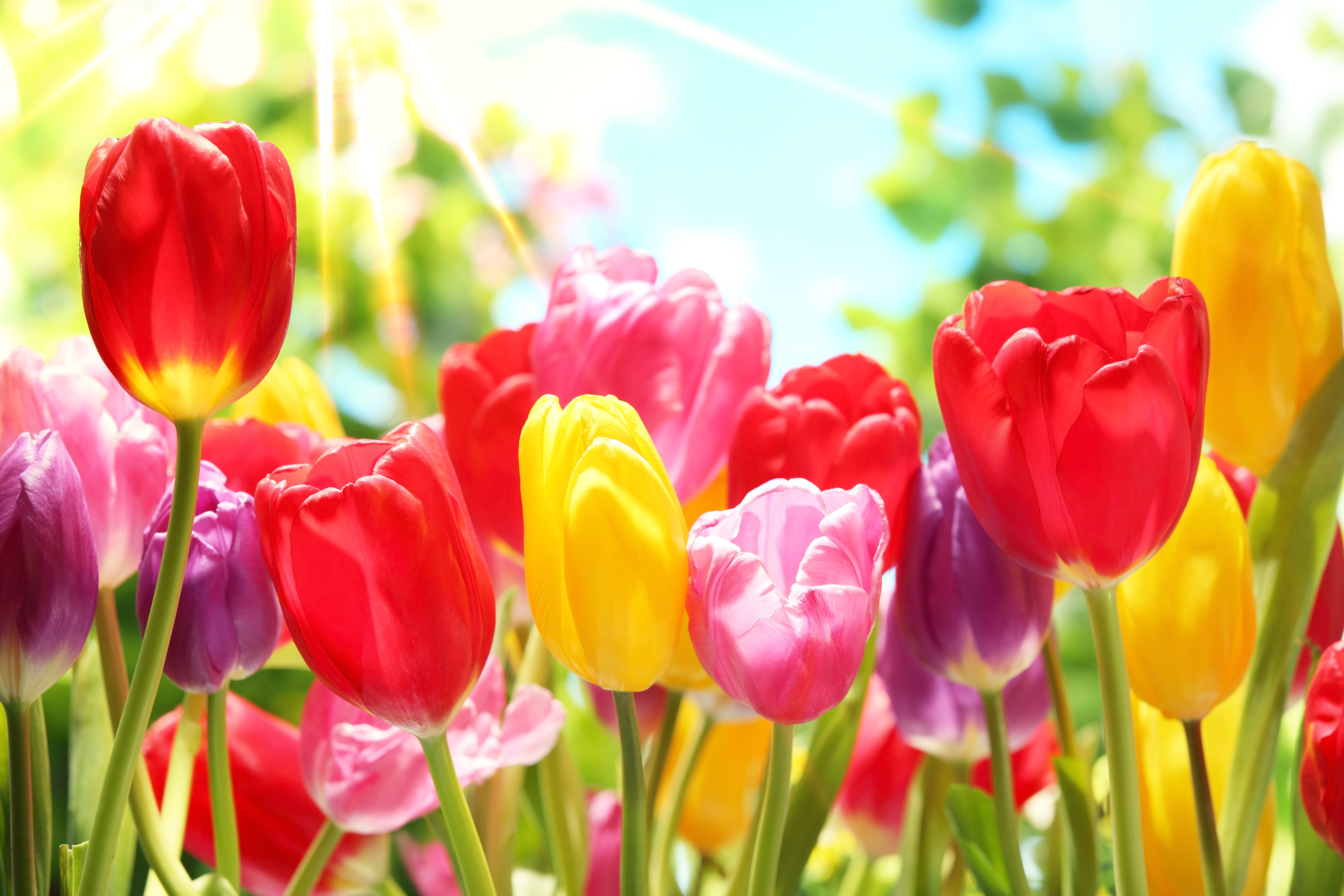 Обложка для вк тюльпаны. Тюльпаны. Тюльпаны разноцветные. Фотообои тюльпаны. Яркие тюльпаны.